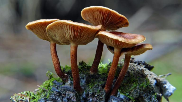 Vier braune Pilze mit gewölbten Hüten wachsen auf einem moosbedeckten Holzstück.
